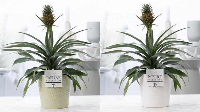 <h4>Ananas Rosita in P&PURE Juliette ceramics ass. 3</h4>