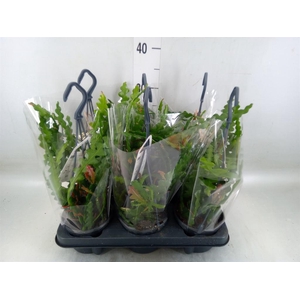 Epiphyllum anguliger