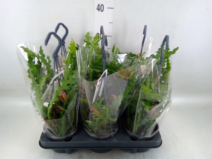 <h4>Epiphyllum anguliger</h4>