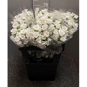 Campanula White Bianco