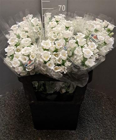 <h4>Campanula White Bianco</h4>