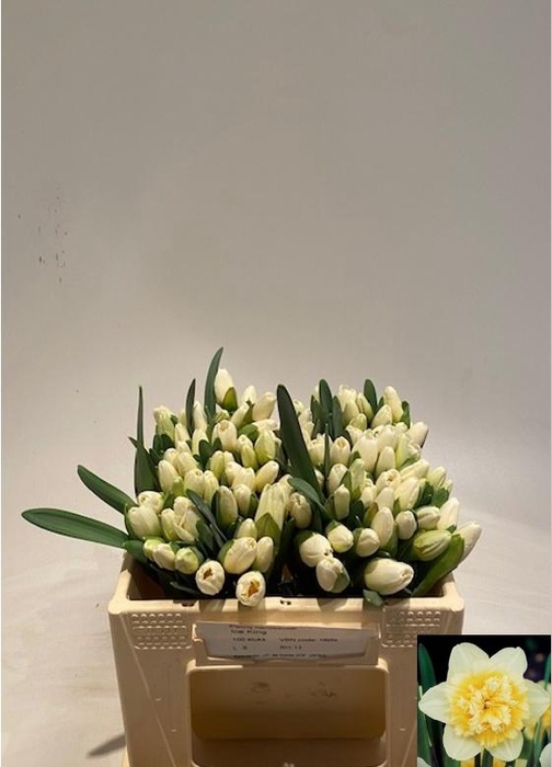 <h4>NARC DU ICE KING</h4>