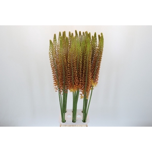 Eremurus Golden Cleopatra