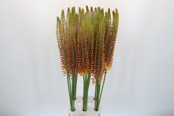 <h4>Eremurus Golden Cleopatra</h4>