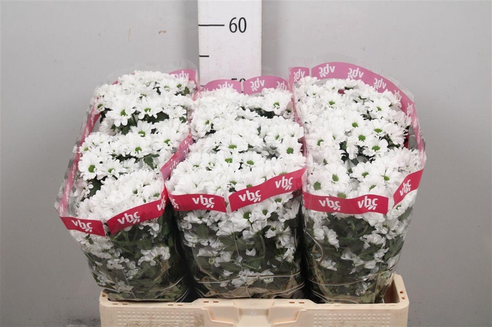 <h4>Chr S Aaa Lassie</h4>