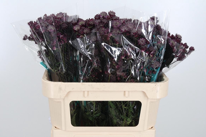 <h4>Astr Star Of Love</h4>