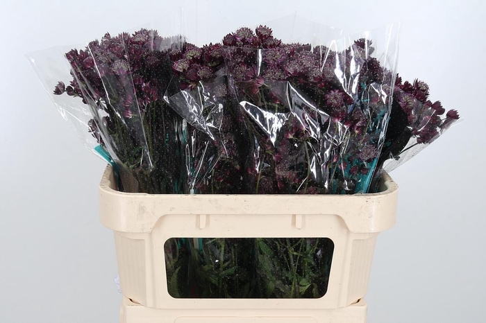 <h4>Astr Star Of Love</h4>