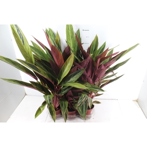 STROMANTHE SANGUINEA HORTICOLOR P12