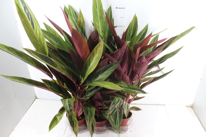 STROMANTHE SANGUINEA HORTICOLOR P12