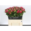 Paeonia Belgravia