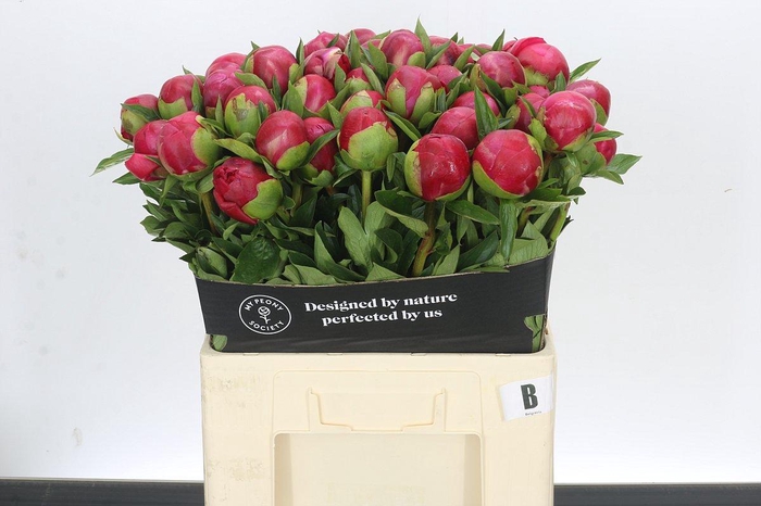 <h4>Paeonia Belgravia</h4>