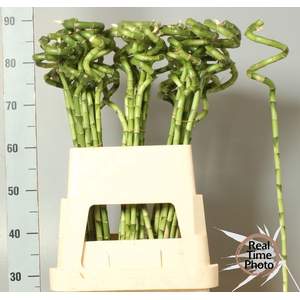 DRAC LUCKY BAMBOO