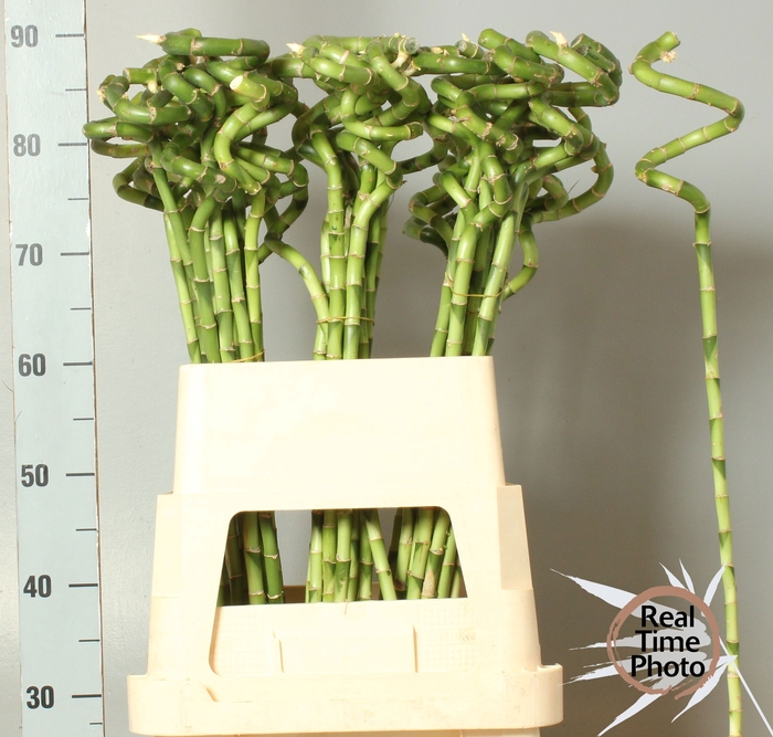 <h4>DRAC LUCKY BAMBOO</h4>