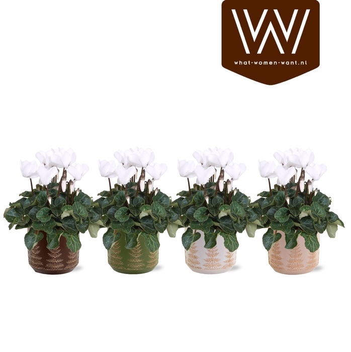 <h4>Collectie"Naturel Bubble'' Cyclamen wit in keramiek Mick</h4>