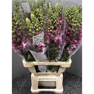 Antir Poto Lavender