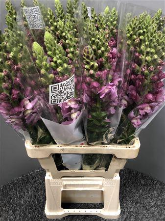 <h4>Antir Poto Lavender</h4>