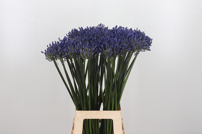 <h4>Agapanthus Dr.brouwer</h4>