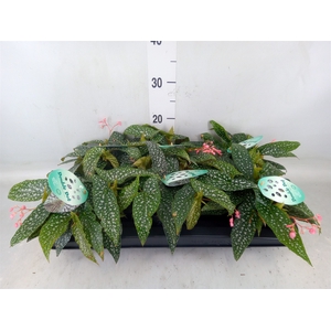 Begonia BD 'Double Dot'
