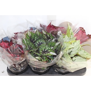 BEGONIA BELEAF P15 PO