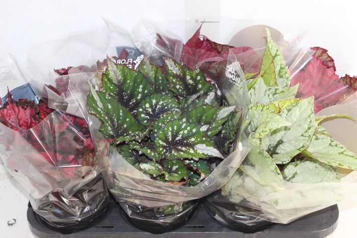 <h4>BEGONIA BELEAF P15 PO</h4>
