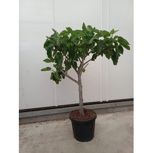 Ficus carica (Vijg) stam 35ltr