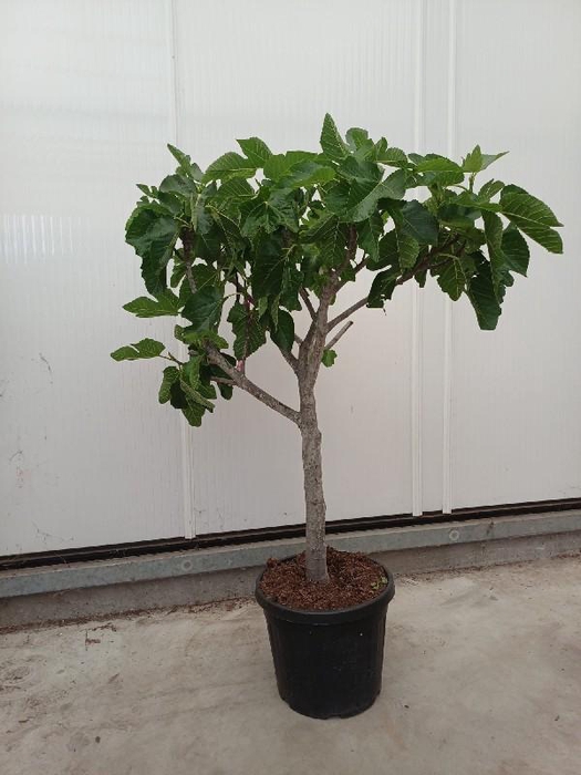 <h4>Ficus carica (Vijg) stam 35ltr</h4>