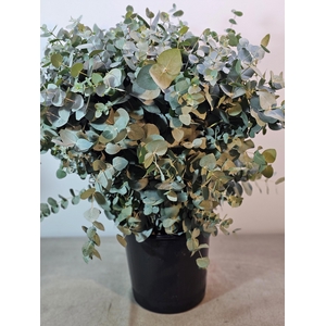 EUC CINEREA PB EXTRA