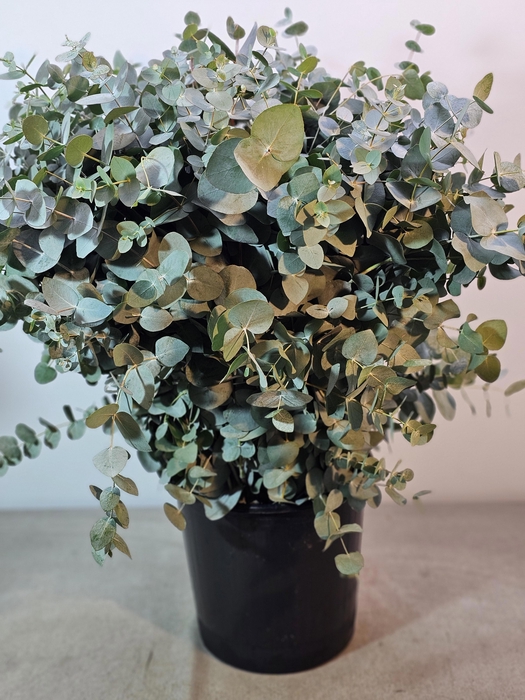 EUC CINEREA PB EXTRA