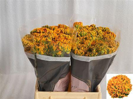 Cl Pon Pon Merlino X60