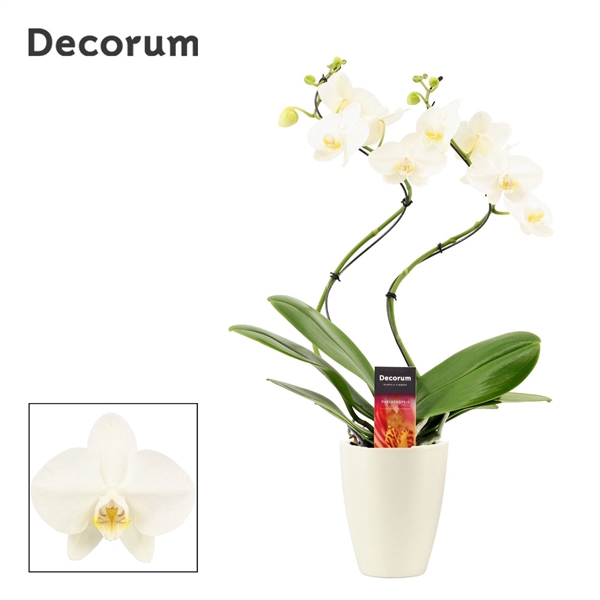<h4>Phalaenopsis hurricane wit in Carly wit mat (Deco-collection)</h4>