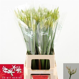 Nerine Bo Biancaneve