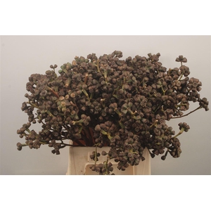 Euc Berry Clock Per Bunch