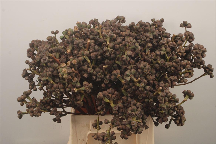 <h4>Euc Berry Clock Per Bunch</h4>