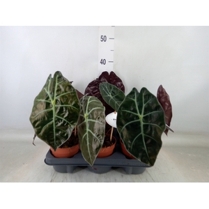 Alocasia   ...