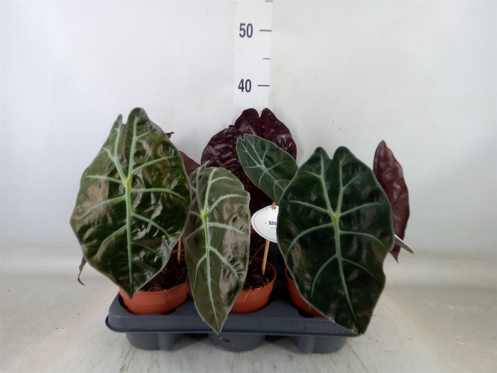 <h4>Alocasia   ...</h4>