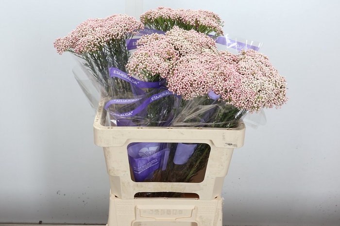 <h4>Ozoth Cooks Tall Pink</h4>