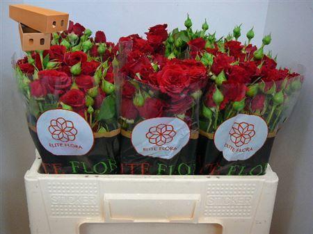 <h4>R Tr Mirabel</h4>