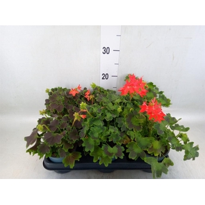 Pelargonium zona.   ...