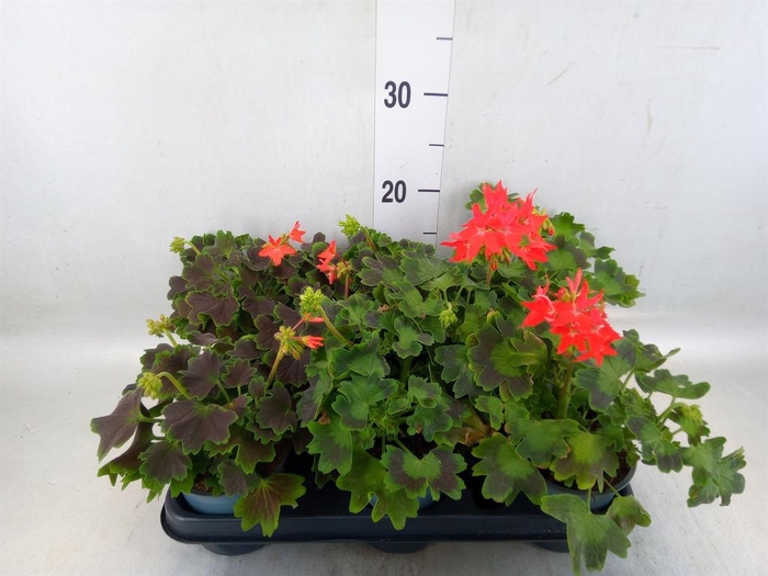 <h4>Pelargonium zona.   ...</h4>