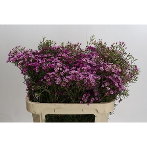 Chamelaucium Jupiter