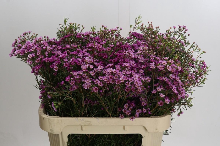 <h4>Chamelaucium Jupiter</h4>