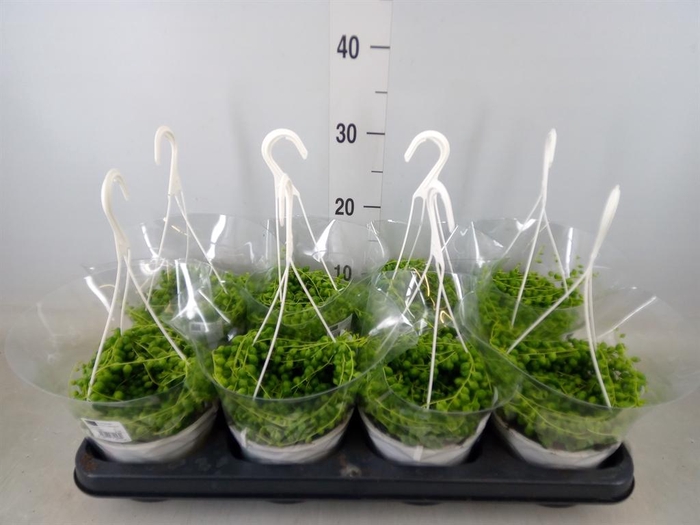 <h4>Senecio rowleyanus</h4>