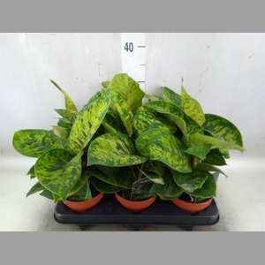 Homalomena  'Camouflage'