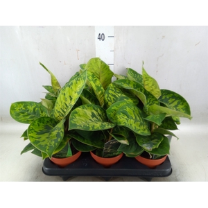 Homalomena  'Camouflage'