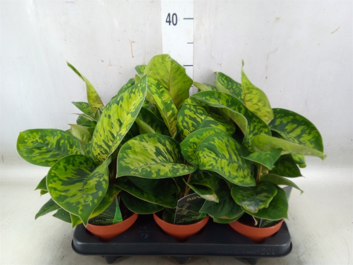 <h4>Homalomena  'Camouflage'</h4>