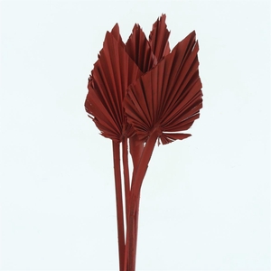 Dried Palm Spear Red