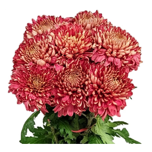CHRYSANTHEMUM PL 'HORNBILL SALMON'