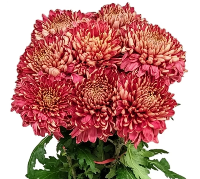 <h4>CHRYSANTHEMUM PL 'HORNBILL SALMON'</h4>