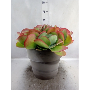 Kalanchoe NF thyrsiflora