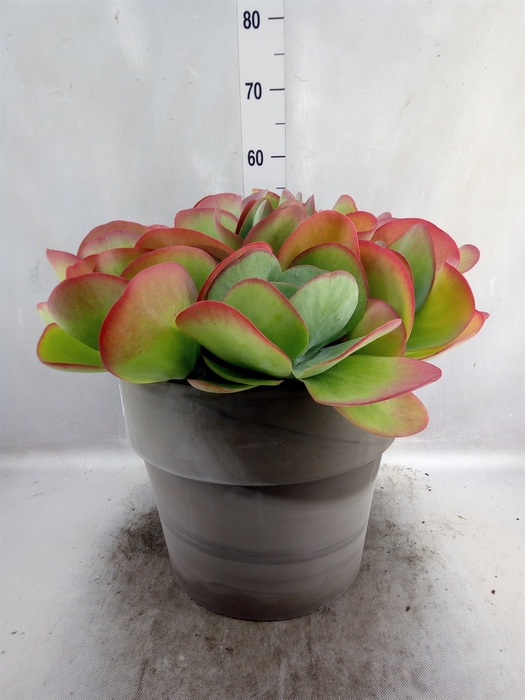 Kalanchoe NF thyrsiflora